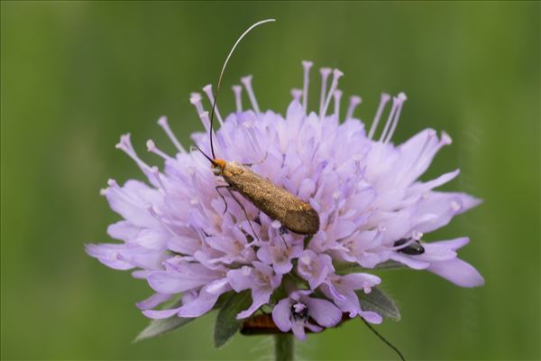 Micropterix calthella