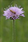 Micropterix calthella