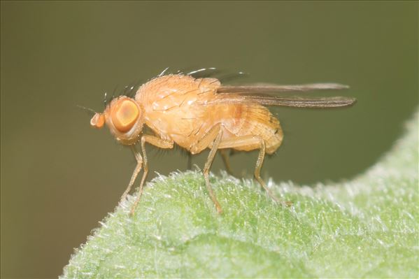 Sapromyzosoma laevatrispina