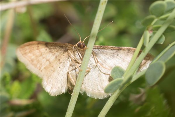 Idaea humiliata