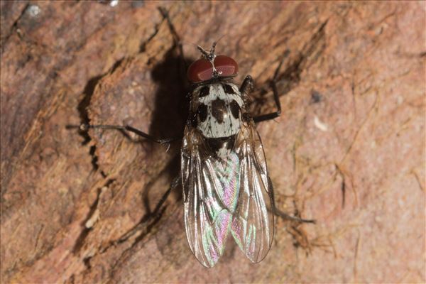 Anthomyia procellaris