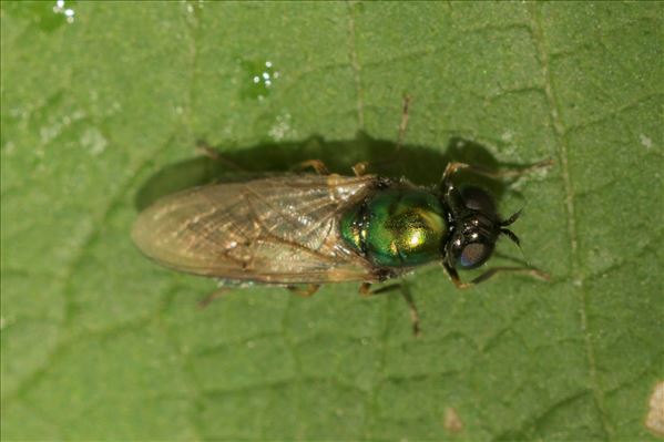 Chloromyia formosa