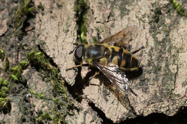 Myathropa florea