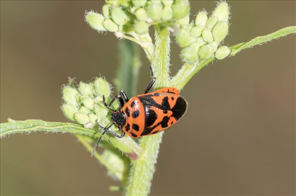 Eurydema ornata