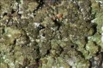 Melanelixia glabratula