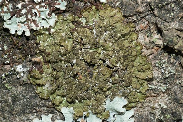 Melanelixia glabratula