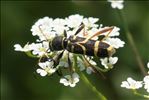 Clytus arietis