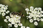 Clytus arietis