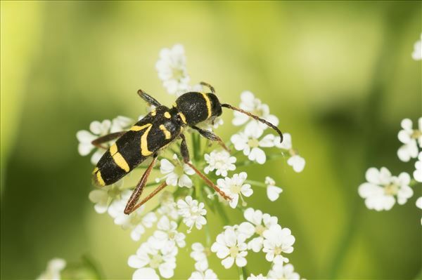 Clytus arietis