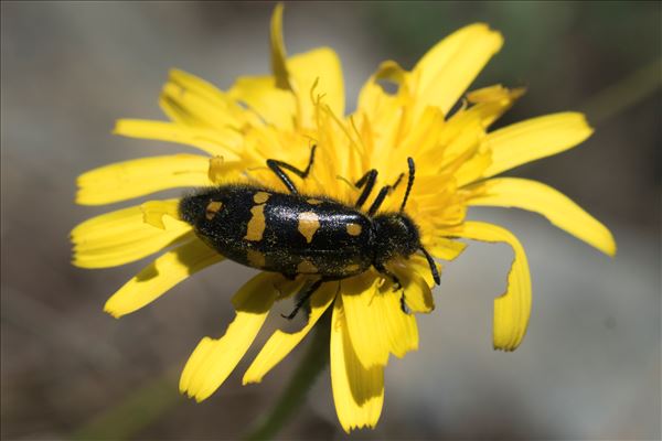 Hycleus polymorphus