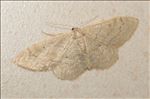 Idaea straminata