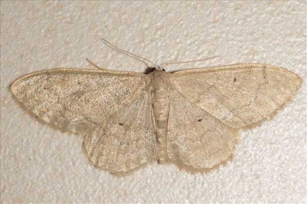 Idaea straminata