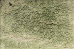 Pertusaria pertusa