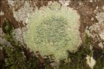 Pertusaria hymenea