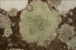 Pertusaria hymenea