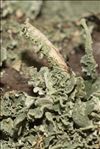 Cladonia ochrochlora