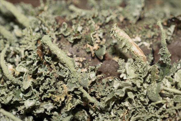 Cladonia ochrochlora