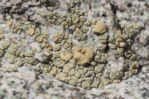 Lecanora alpigena