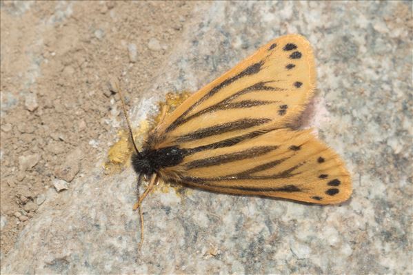 Setina aurita