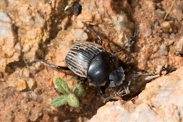 Scarabaeus laticollis