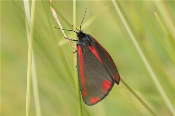 Tyria jacobaeae