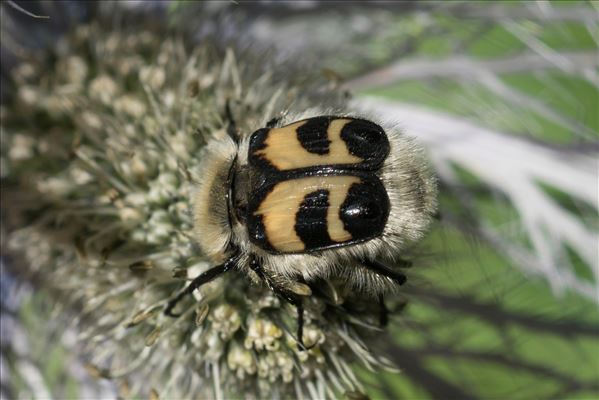 Trichius fasciatus