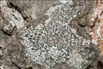 Arthonia radiata