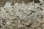 Parmelia saxatilis