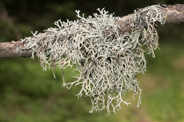 Pseudevernia furfuracea