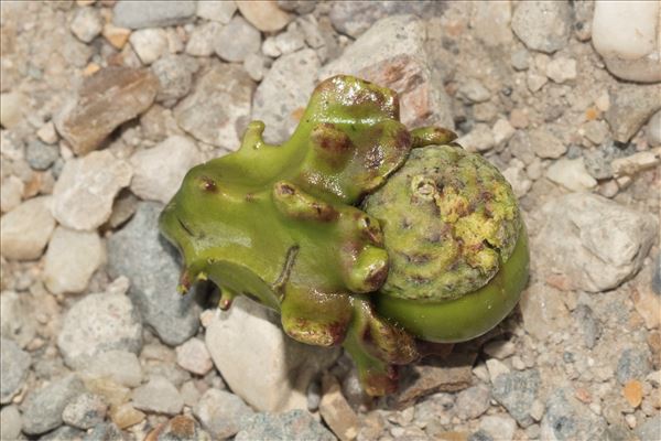 Andricus quercuscalicis