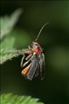 Cantharis rustica