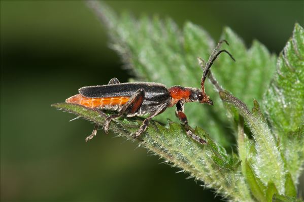 Cantharis rustica