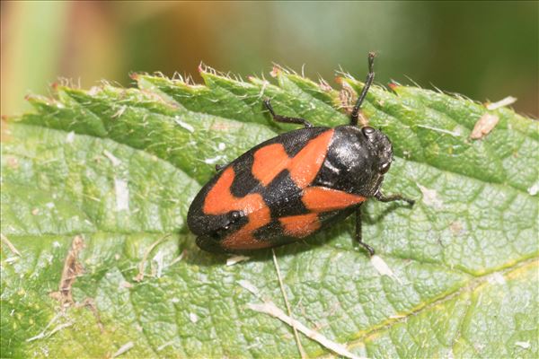 Cercopis vulnerata