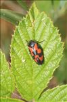 Cercopis vulnerata