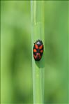 Cercopis vulnerata