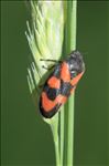 Cercopis vulnerata