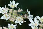 Oedemera nobilis