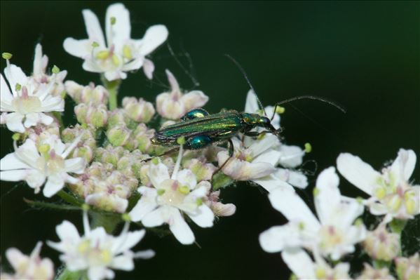 Oedemera nobilis