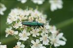 Oedemera nobilis