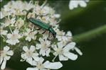 Oedemera nobilis