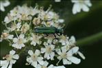 Oedemera nobilis