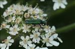 Oedemera nobilis