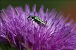 Oedemera nobilis