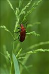 Pyrochroa serraticornis