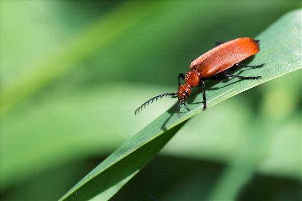 Pyrochroa serraticornis