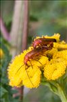 Rhagonycha fulva