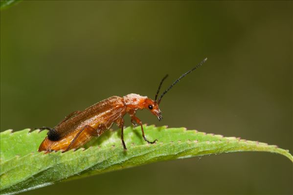 Rhagonycha fulva