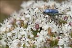 Hoplia coerulea