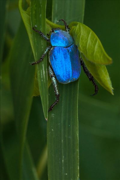 Hoplia coerulea