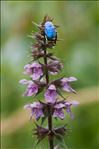 Hoplia coerulea